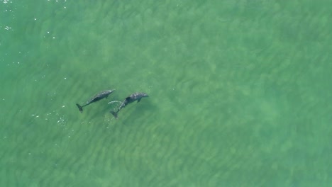 top down aerial shot of a pair of dolphins swimming in clear ocean water