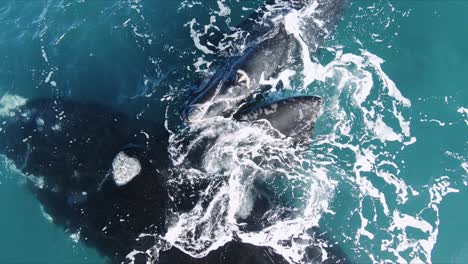 Primer-Plano-Aéreo-De-Dos-Ballenas-Madre-Y-Cría---Cámara-Lenta