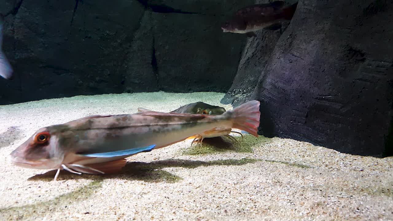 los peces empiezan a nadar bajo el agua en el entorno rocoso