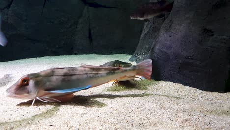 Fishes-start-swimming-under-water-in-the-rocky-environment