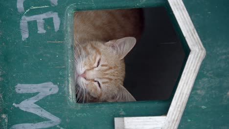 orange cat resting in a wooden box