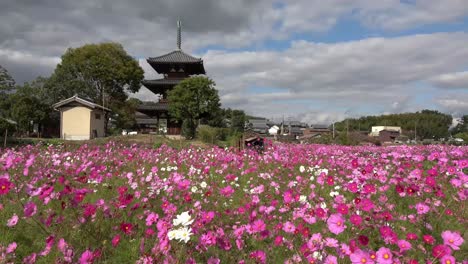 hokki-ji temple and cosmos flower field