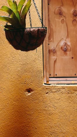 hanging plant on a yellow wall