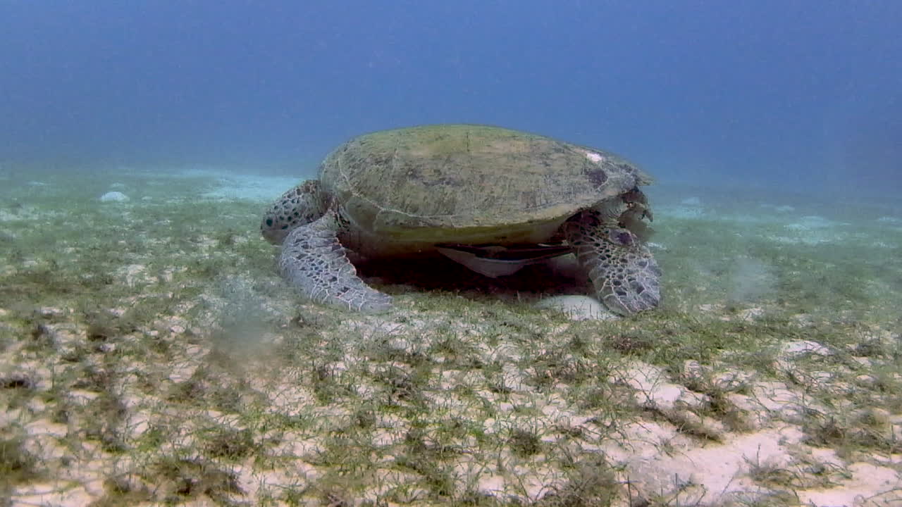 морская черепаха под водой ест траву со дна острова перхентиан