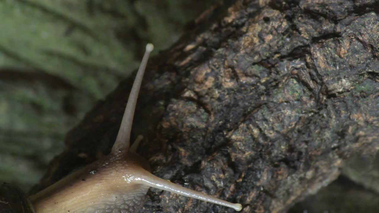 African giant snail crawling slowly - Achatina fulica