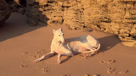 Galgo-Blanco-Sentado-En-La-Arena-Tomando-La-Luz-Del-Sol,-Playa,-Día