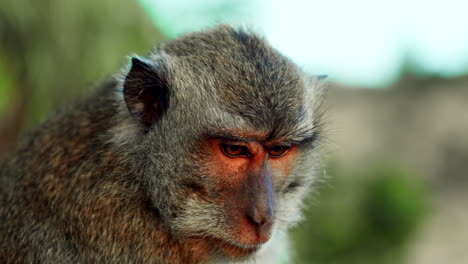 Telephoto-closeup-of-curious-monkey-with-orange-eyes,-blurred-background