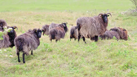 hebridean sheep, adult, grazing coastal grassland, reserve habitat management, gibraltar point n