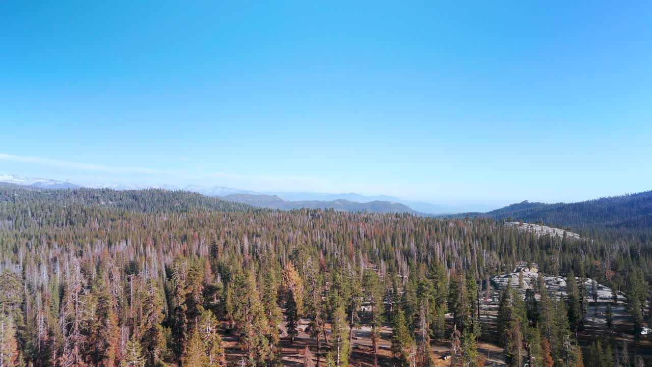 Spruce Trees On The Mountains Of Sequoia National Park In California, United States. Aerial Drone Shot