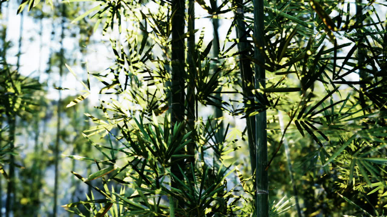 bosque de bambú a la luz del sol