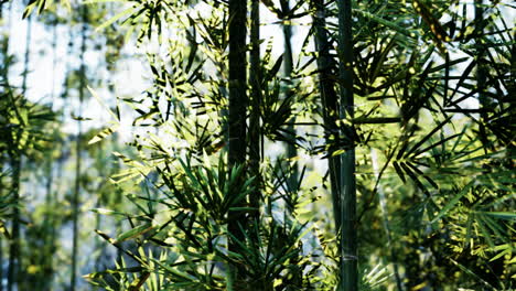 bamboo forest in sunlight