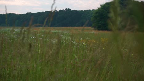 Hohes-Gras-Und-Wilde-Blumen-In-Einem-Feld