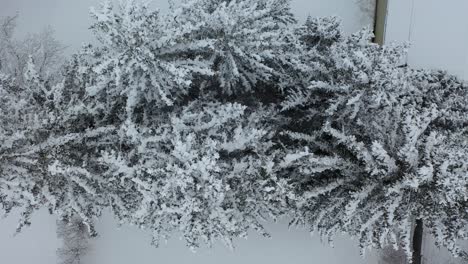 snowy trees and landscape aerial view