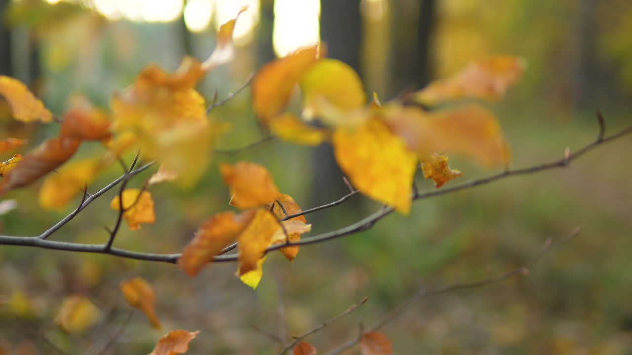 hojas de otoño iluminadas por el sol en una rama en el bosque
