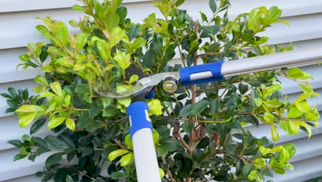 a person uses blue-handled loppers to trim and shape a leafy green shrub against a metal siding wall in bright natural daylight. close-up, steady shots
