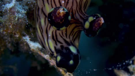 close-up shot of massive nudibranch