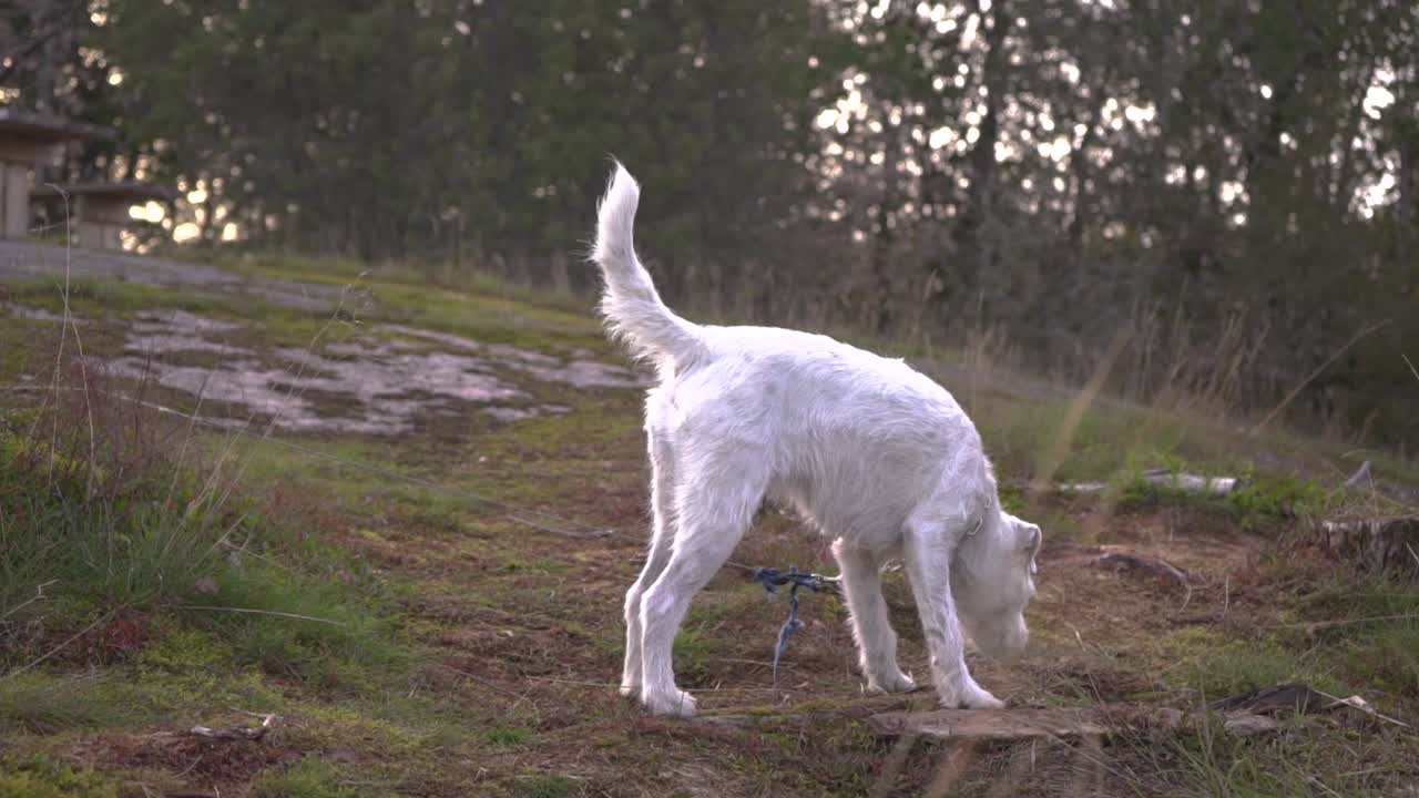 A white small dog is sniffing on the ground in the forest. background there is a cliff and trees. Sun is about to go down.