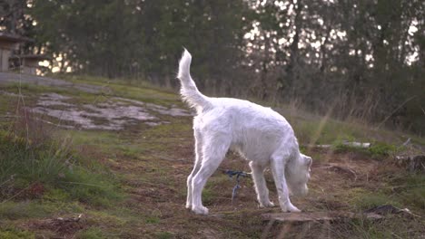 a white small dog is sniffing on the ground in the forest. background there is a cliff and trees. sun is about to go down.