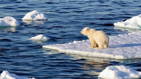 polar bear cub on melting ice