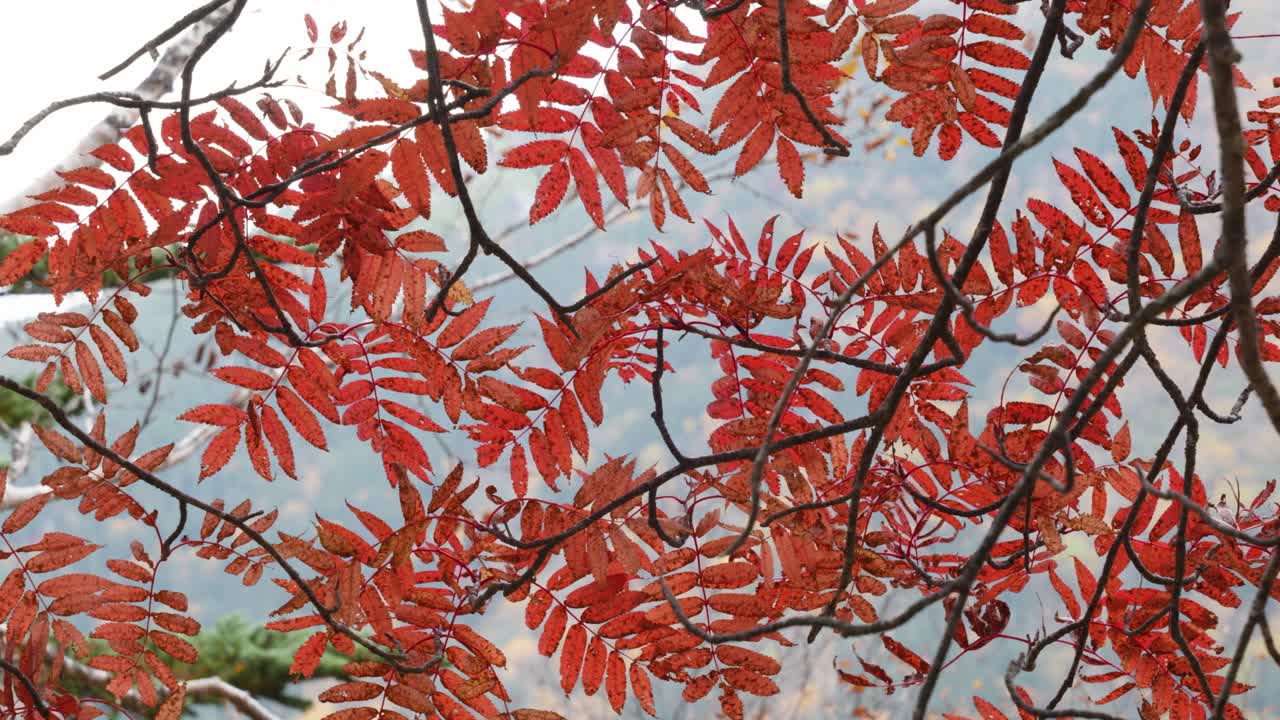Detail of red autumn leaves moving in light wind