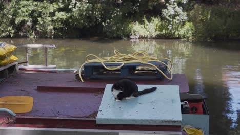 gato negro y blanco de pie en un techo de barco en el río de la ciudad de cambridge en inglaterra