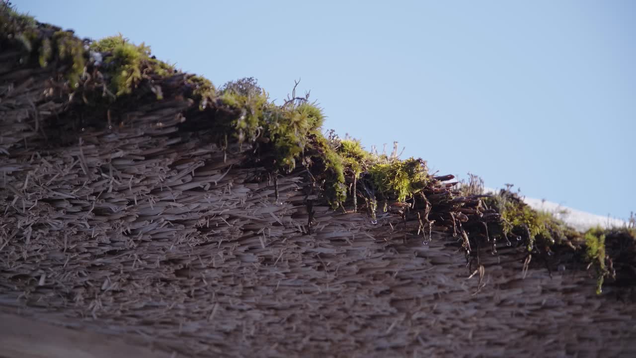 gotas de agua a 50 fps provenientes de la nieve derretida que cae del techo de musgo
