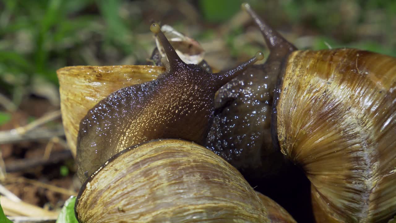 두 개의 아프리카 달이 아카티나 풀리카 (achatina fulica) 또는 거대한 아프리카 육지 달이 (giant african land snail)