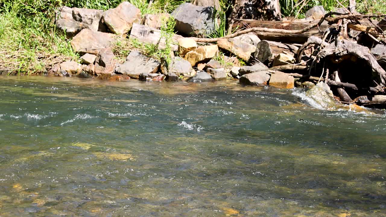 Sunlit forest stream flowing over rocks and driftwood, tranquil wide shot in natural daylight