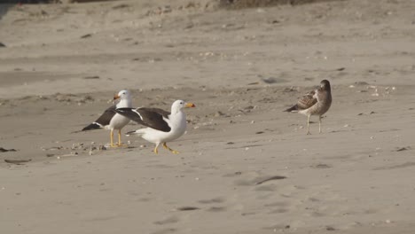 flock of belcher's gulls on the sandy shore one gull has one leg and struggles to land right