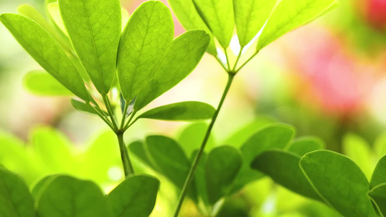 Bright green leaves basking in sunlight with a softly blurred, colorful backdrop.