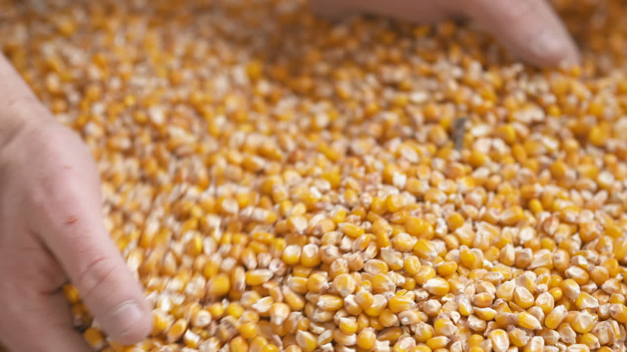 manos de agricultores que muestran granos de maíz recién cosechados agricultura cosecha de maíz 5