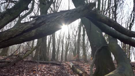 troncos de árboles de bosque cubierto de musgo, sol revelador, brillando a través de ramas caídas