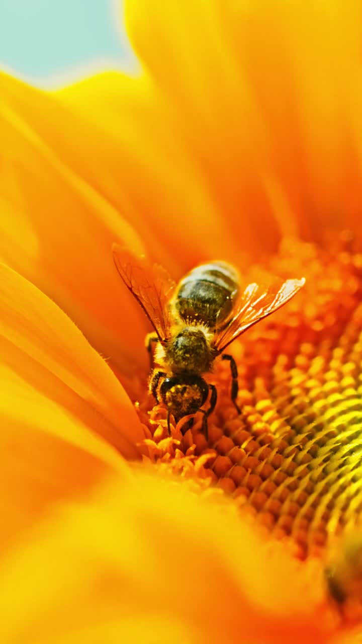 Macro shot of a honeybee collecting pollen from a vibrant yellow sunflower. The image captures the essence of pollination and natural beauty, highlighting the textures of the flower petals