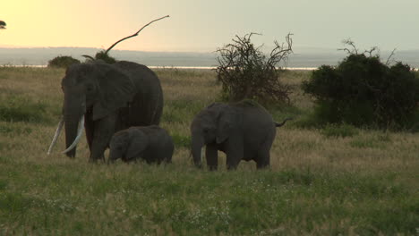 일몰 동안 초원에 있는 아프리카 코끼리 가족, amboseli n