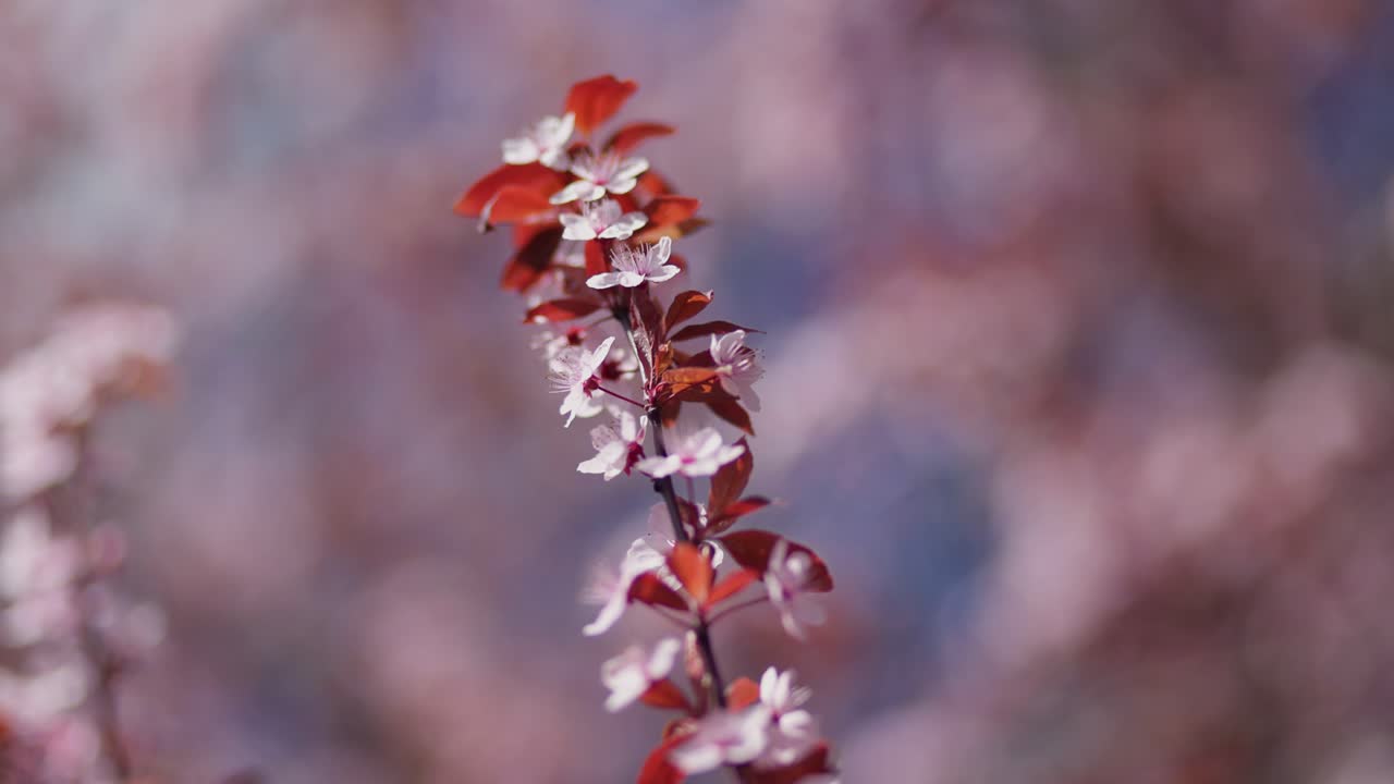 las flores de cerezo de primavera