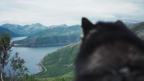 furry alaskan malamute dog near kvaenan mountain with view of fjord on senja island, norway