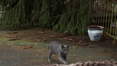 Gato-Gris-Saliendo-Corriendo-De-Debajo-De-Un-árbol,-La-Comida-Está-Lista