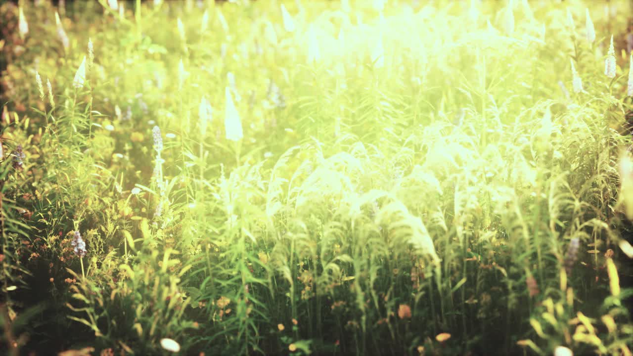 여름 해가 지는 날 야생 꽃