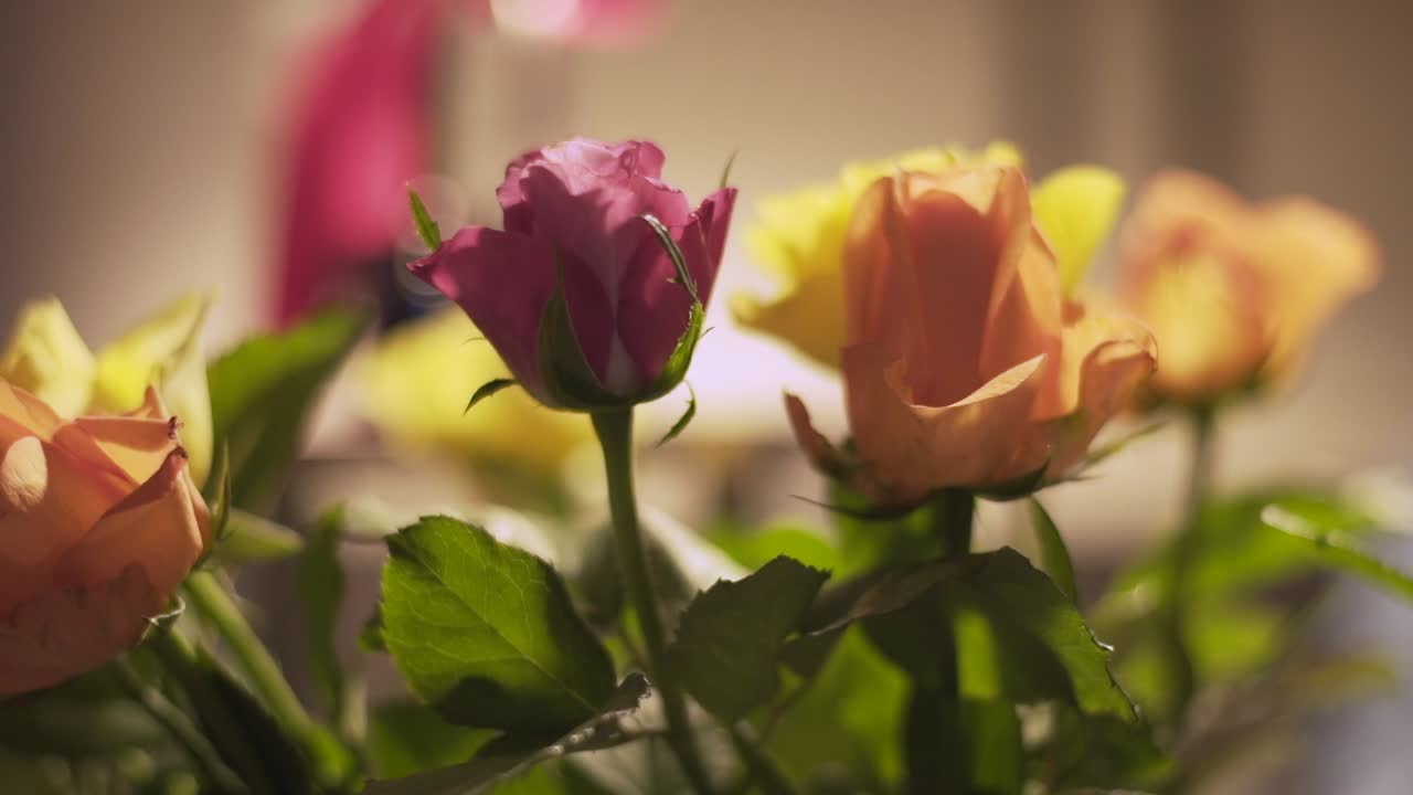 Shallow Depth of Field on a Bunch of Colourful Roses
