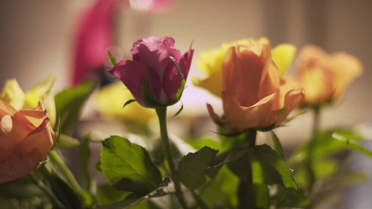 Bassa profondità di campo su un mazzo di rose colorate.