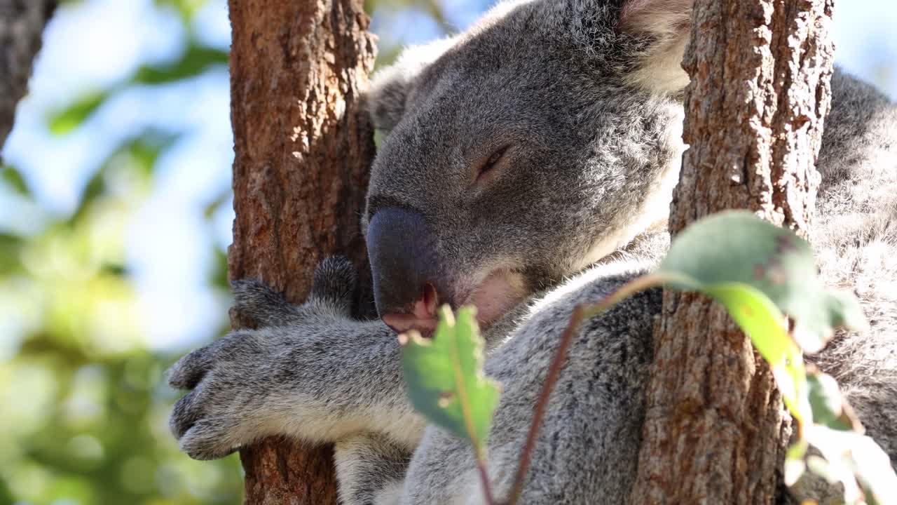 A koala peacefully sleeps while hugging a tree trunk, surrounded by green leaves.