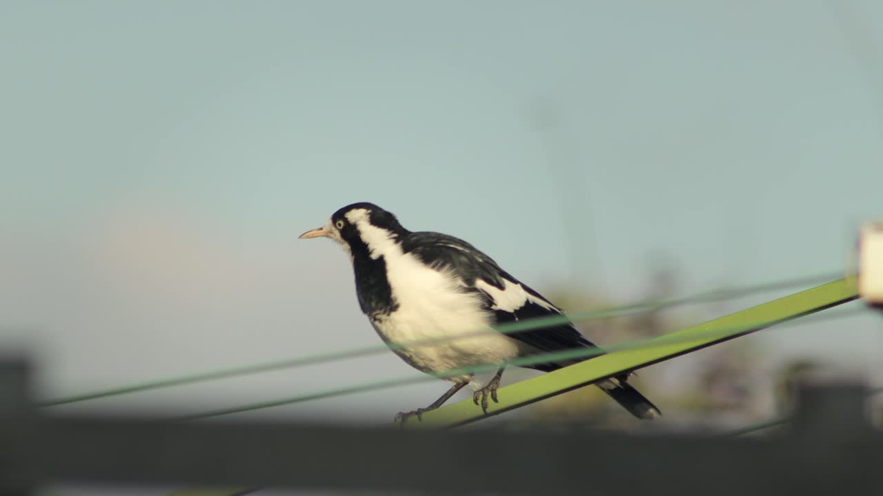 호주 빅토리아 지프스랜드 마프라 (victoria gippsland maffra)