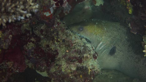 a giant murray hides under a rock and have just caught a fish in his mouth