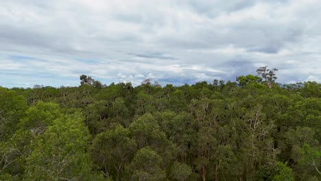 bats resting in trees during daytime drone flight