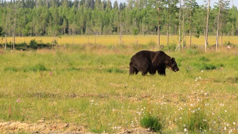 Brown-bear-(Ursus-arctos)-in-wild-nature-is-a-bear-that-is-found-across-much-of-northern-Eurasia-and-North-America.-In-North-America,-the-populations-of-brown-bears-are-often-called-grizzly-bears.