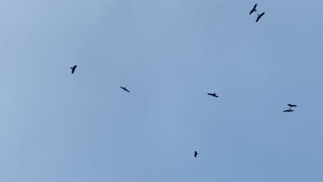 eagles flying and circling against blue sky, low angle establishing shot