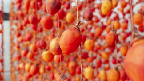 colorful persimmons fruit hanging to drying, asian delicacy, vietnam