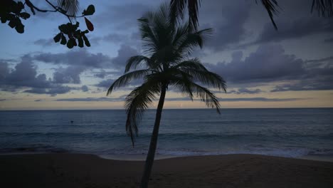 silhouette of a palm tree with a sunset and ocean in the background.