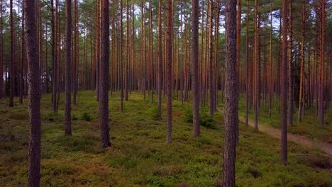 Bosque-De-Pinos-Silvestres-Con-Musgo-Verde-Y-Brezo-Bajo-Los-árboles,-Tiro-Aéreo-Lento-Moviéndose-Bajo-Entre-Los-árboles,-Día-Soleado-De-Otoño,-Rayos-Solares-Y-Sombras,-Tiro-De-Drones-De-Gran-Angular-Avanzando