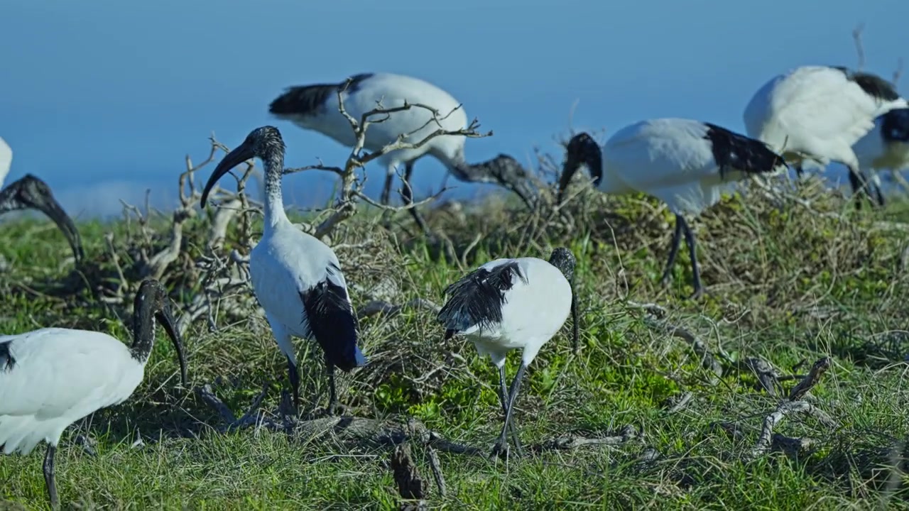 Stormo di ibis sacro africano in cerca di cibo tra l'erba a Città del Capo, Sudafrica, con le loro teste nere e i becchi ricurvi visibili mentre cercano cibo a terra, primo piano